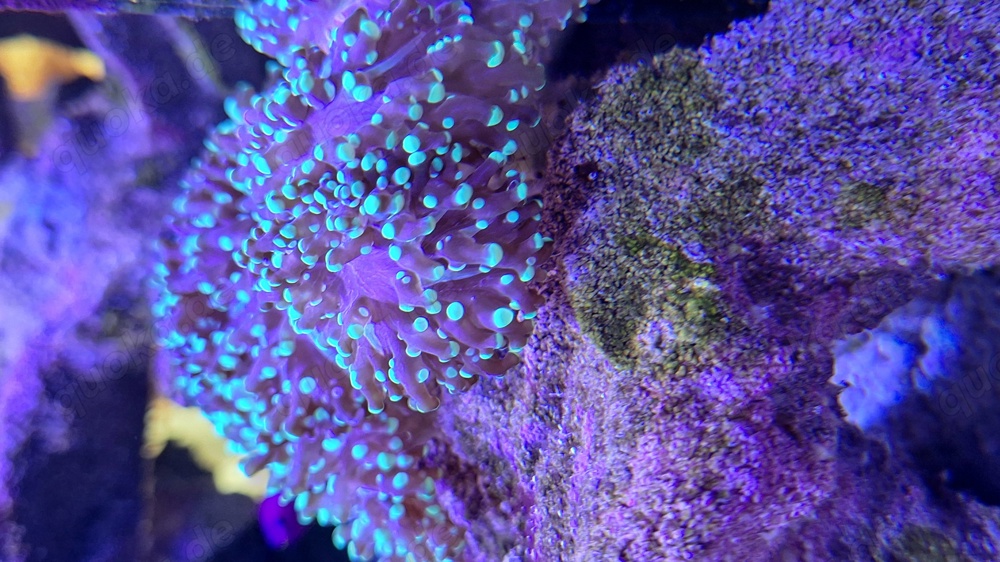 Korallen ableger Meerwasser Aquarium 