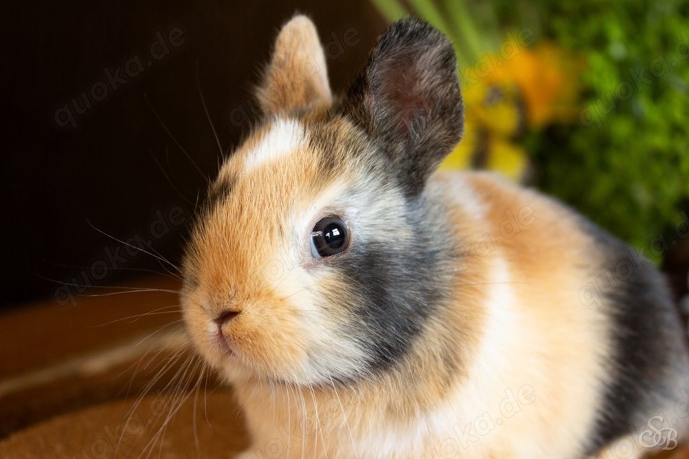 Kleine bunte Mini Löffelohr Jungtiere Farbenzwerg Kaninchen Hasen Löwenköpfchen