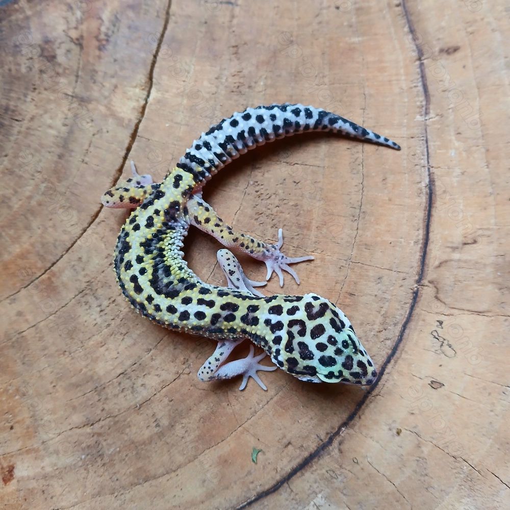 Leopardgecko Weibchen NZ 2023 Eublepharis macularius