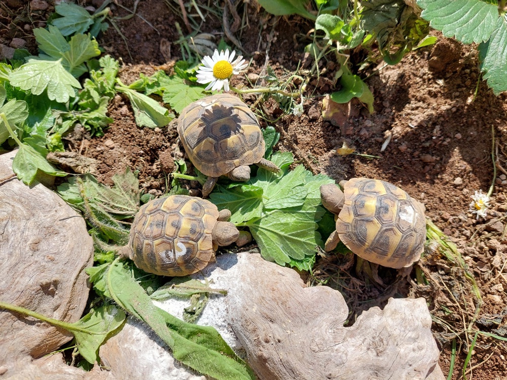 Junge Landschildkröten von 2023 