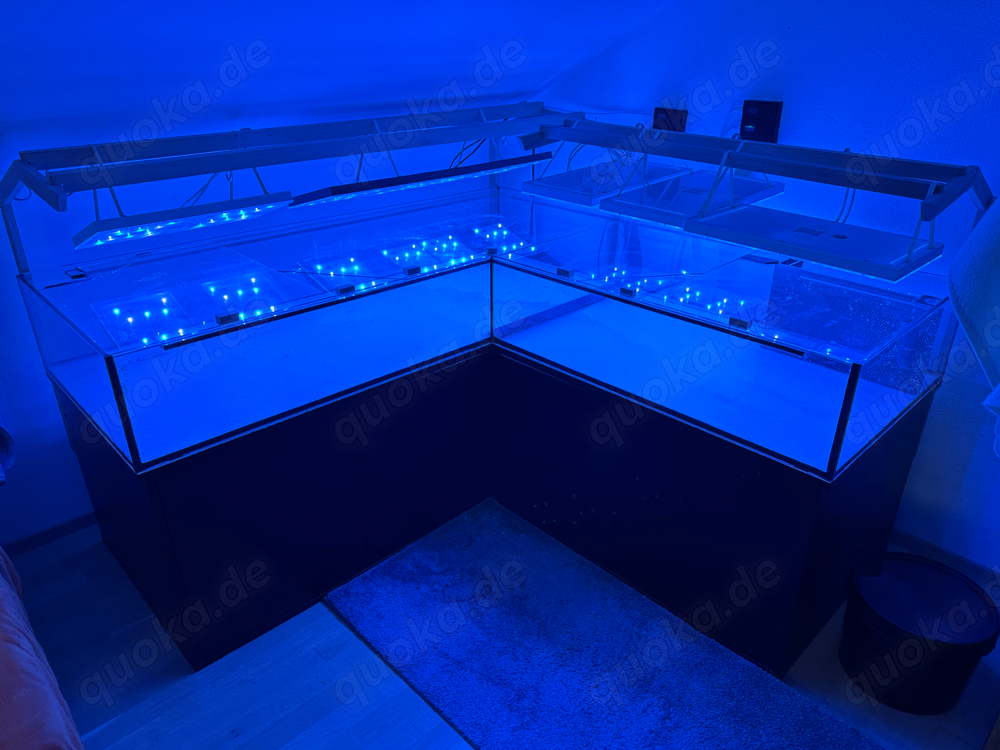 Aquarium Meerwasser Süßwasser