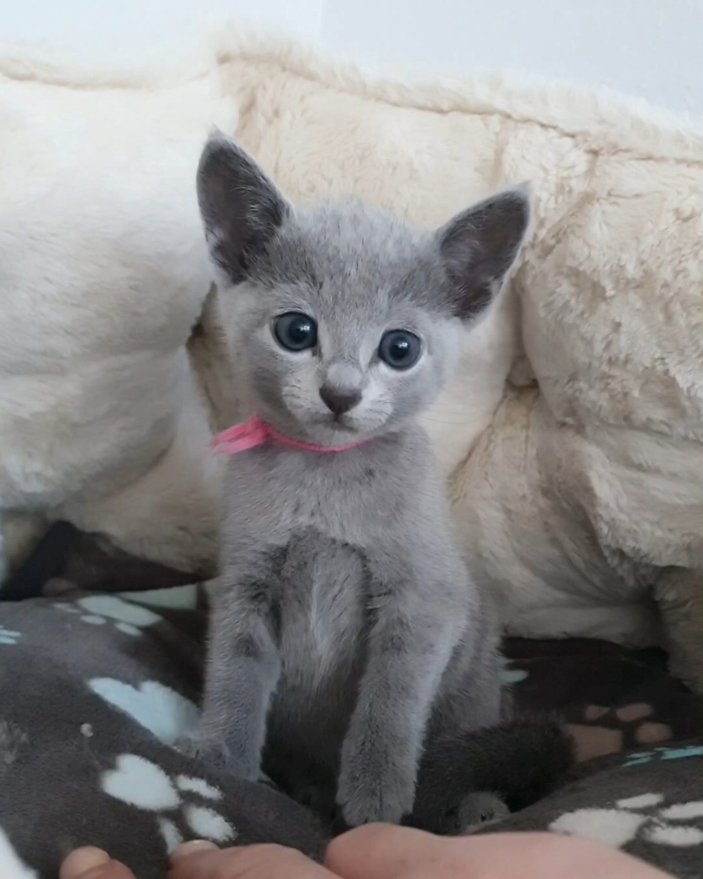 Erstklassige, sehr Menschenbezogene Kids, mit Stammbaum.