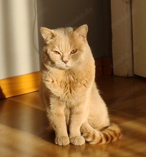 Erfahrener BKH Deckkater Rifki über 80 erfolgreiche Deckungen (nicht zum Verkauf)