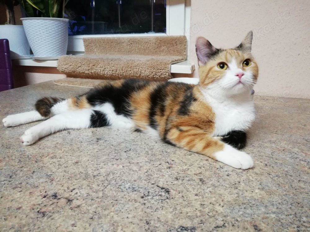 BKH Perser Mix Katze weiblich 10 Monate alt