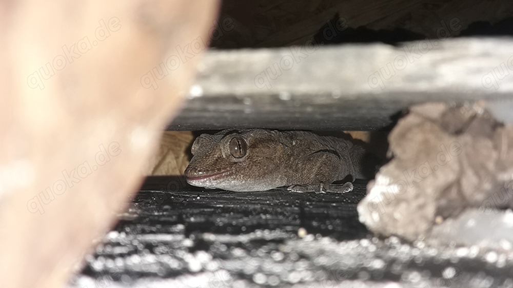 vierpunkt Mauergecko 