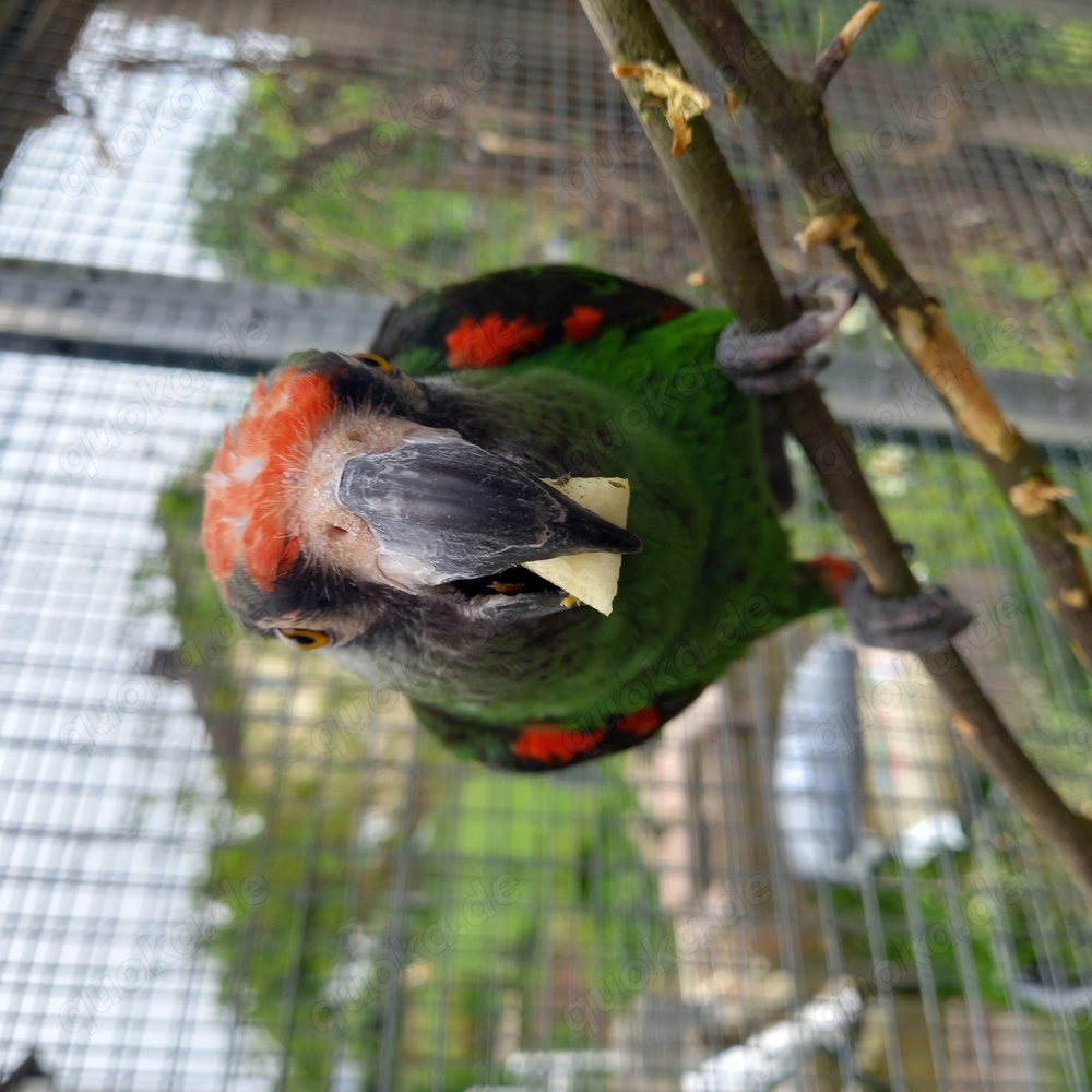Papagei Grüner  Kongopapagei  4 Jahre  Poicephalus Gulielmi 