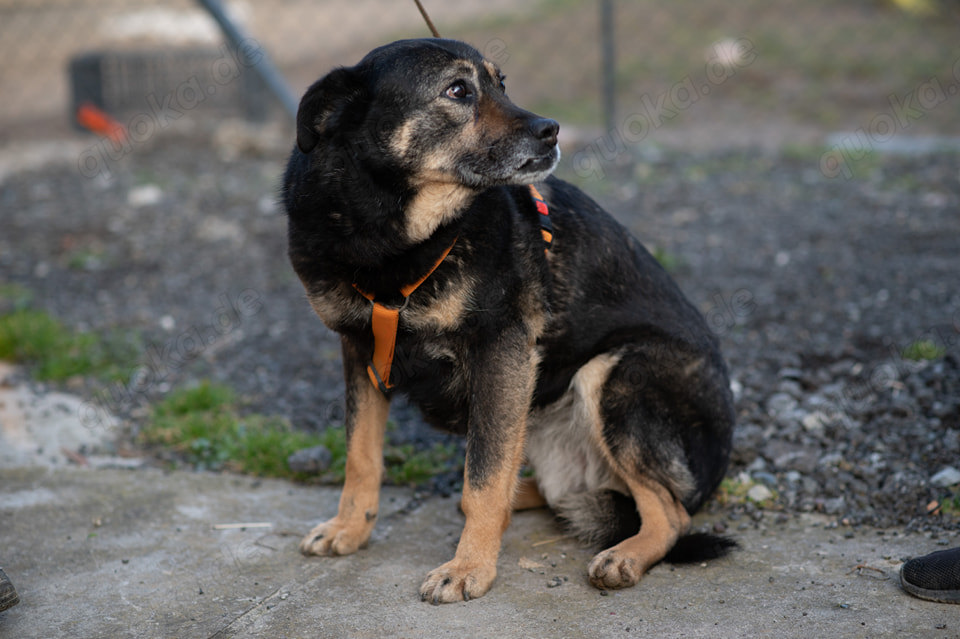 Hündin 55cm SEELE VON HUND 9j  Bundesweite Ausreise nach Adoption 