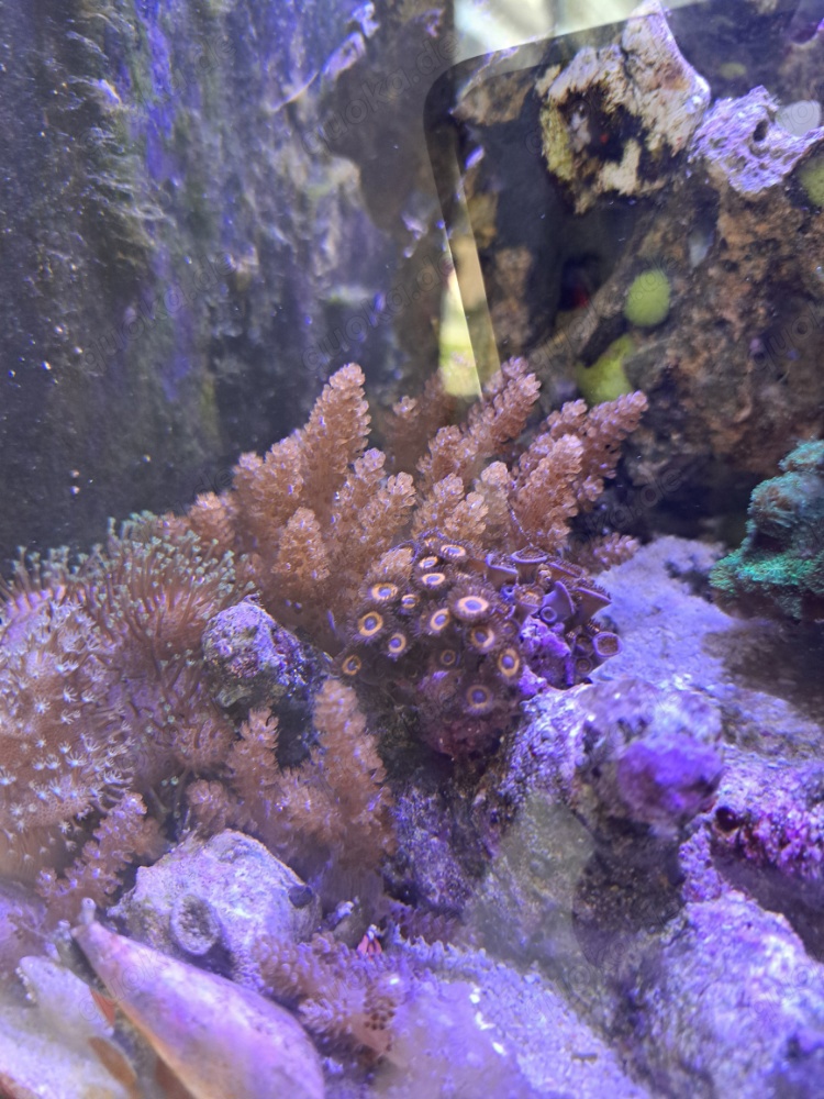 Keniabäumchen Korallen Meerwasser 