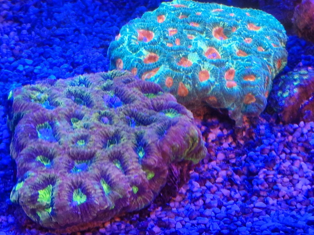 favia goniastrea ultra meerwasser koralle