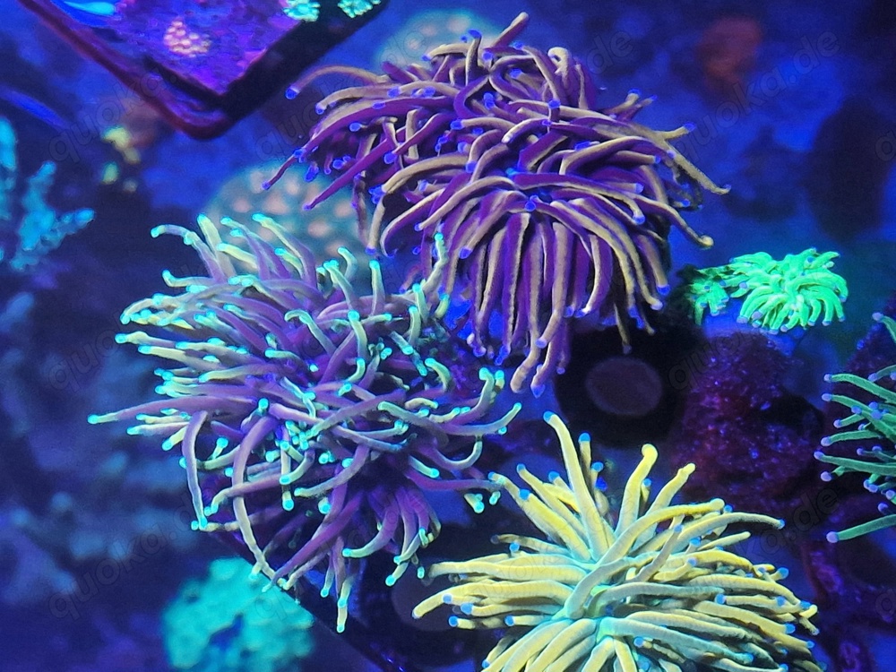 euphyllia glabrescens meerwasser Korallen 