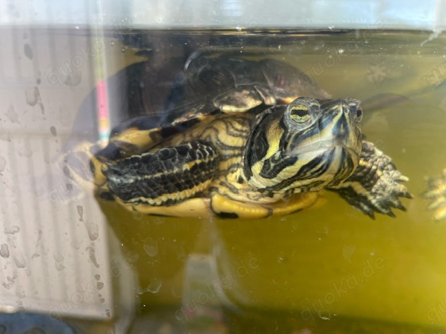 Reptilien Wasserschildkräten Groß für Teich oder Aquarium an Liebhaber