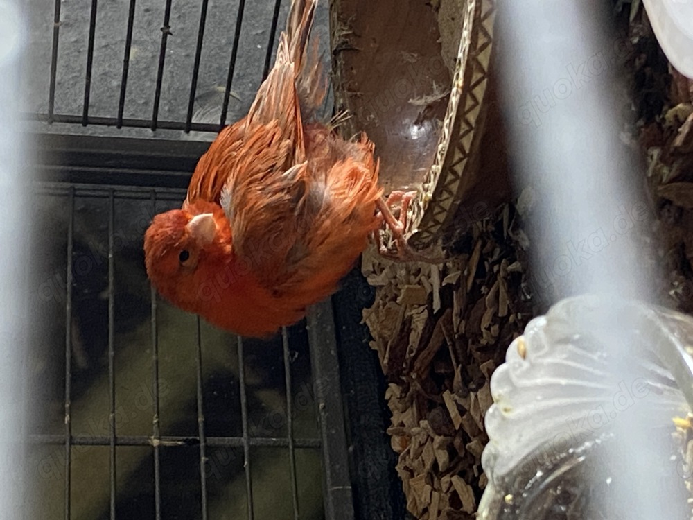 Kanarienvogel-Hahn Rot