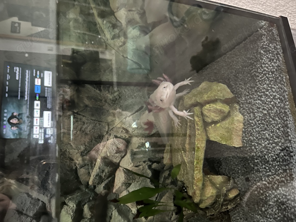 Axolotl komplett mit Aquarium 