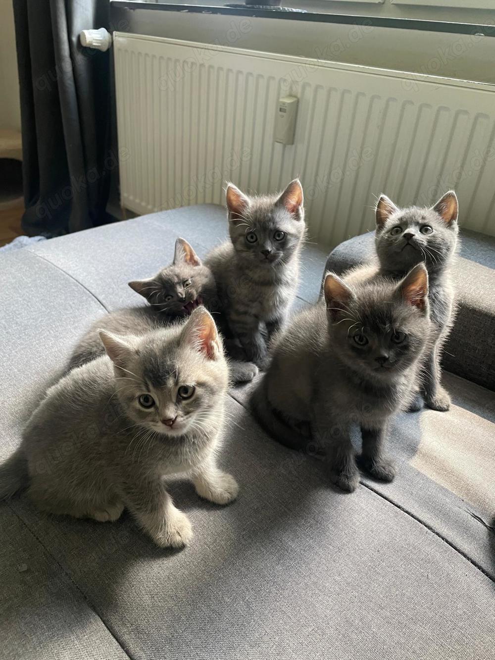 Baby Katzen abzugeben BKH und Russiche Blau Katzen Mix  