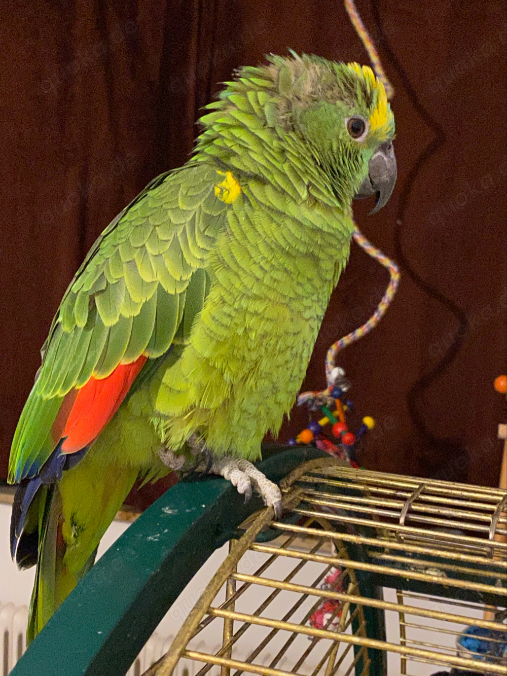 Suche Amazonen Papagei