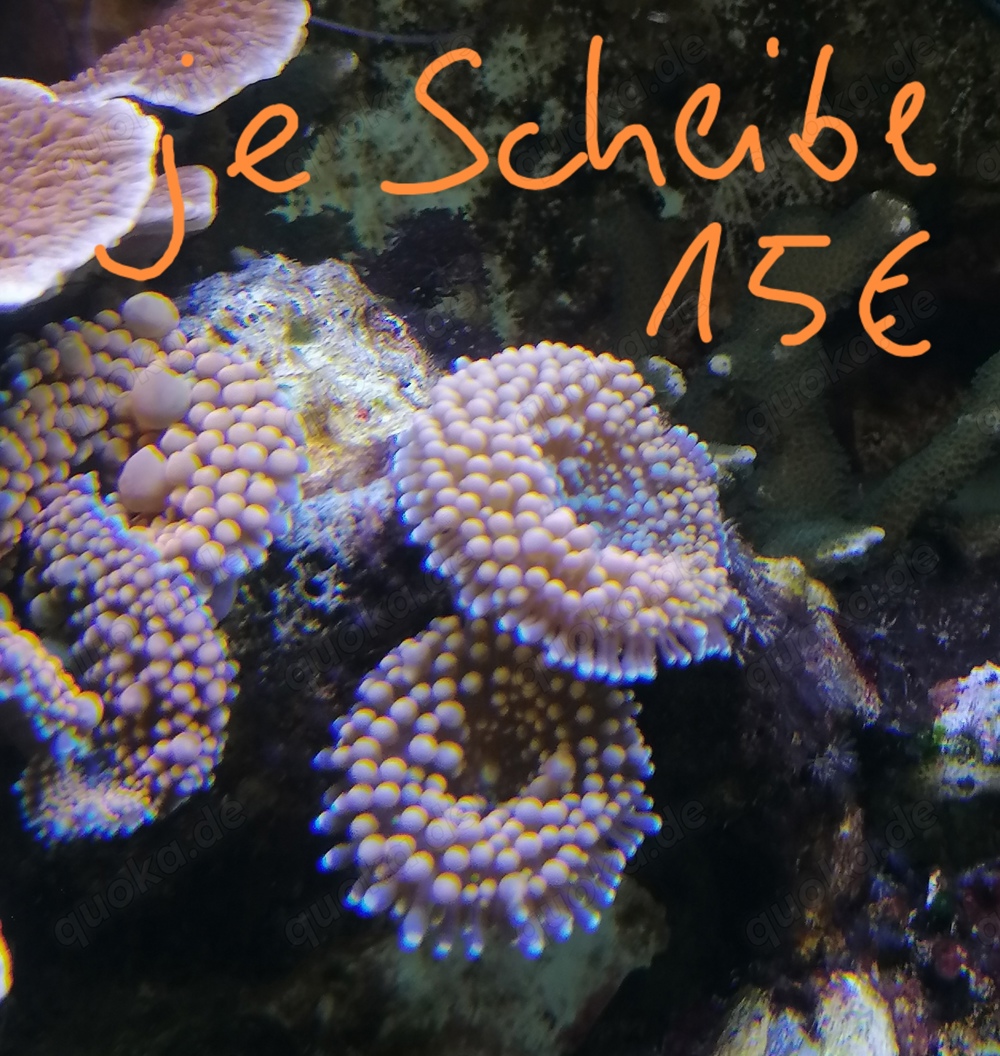 Meerwasseraquarium Auflösung Korallen Anemone 
