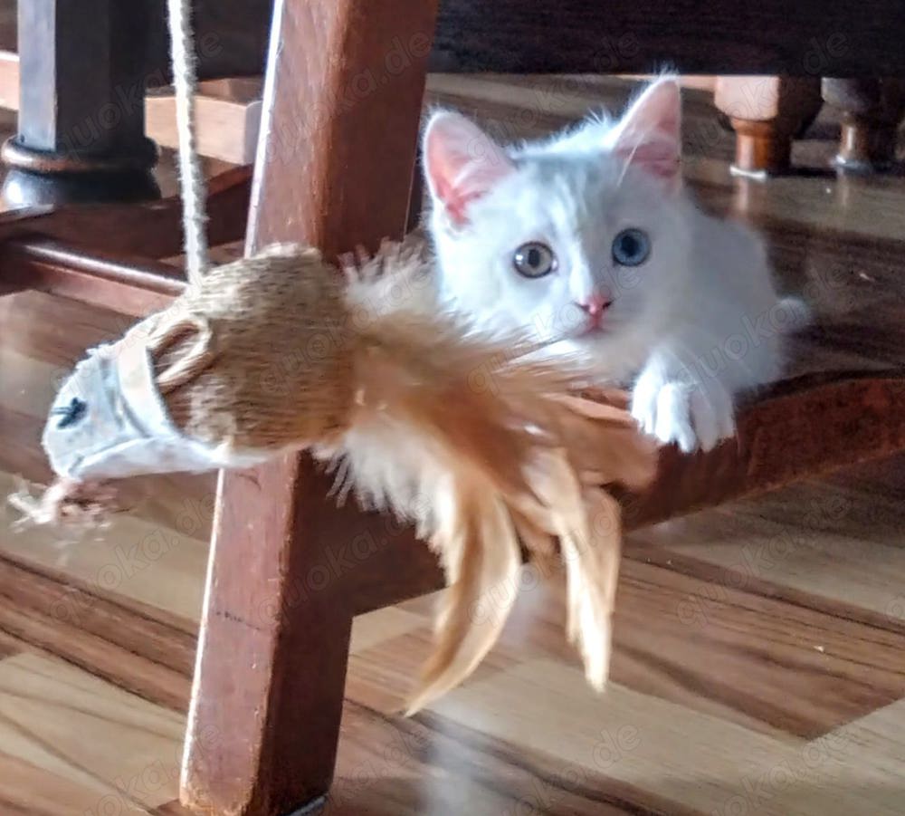 Weisses Kitten mit zwei verschiedenen Augenfarben 