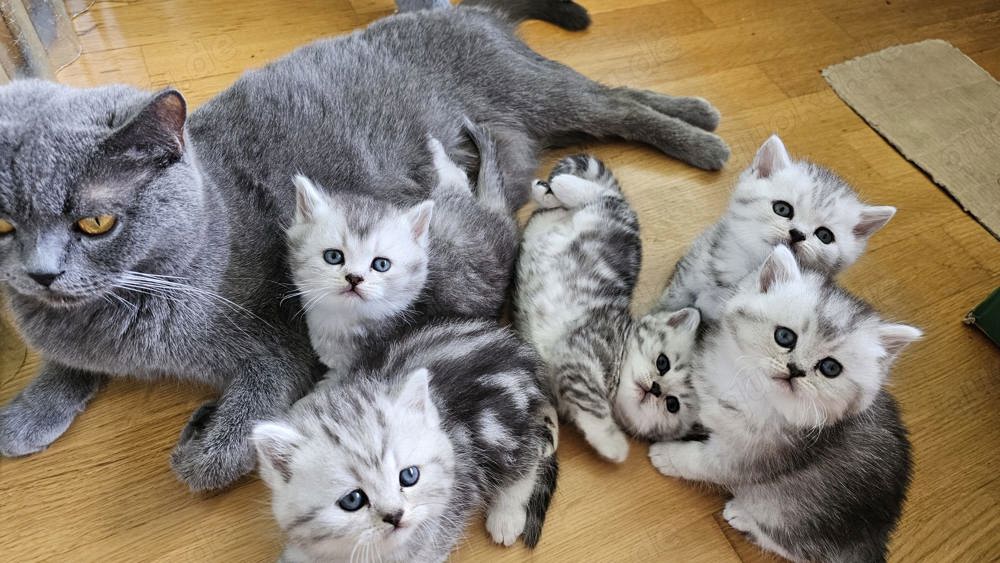 Reinrassige BKH-Kitten Katzen Baby Britisch Kurzhaar Silver Tabby