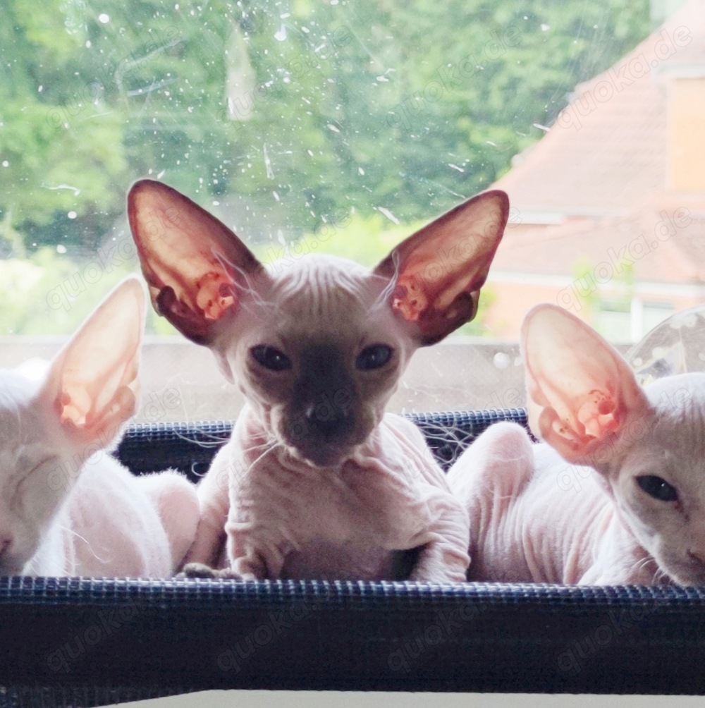 Peterbald Kater seal-point