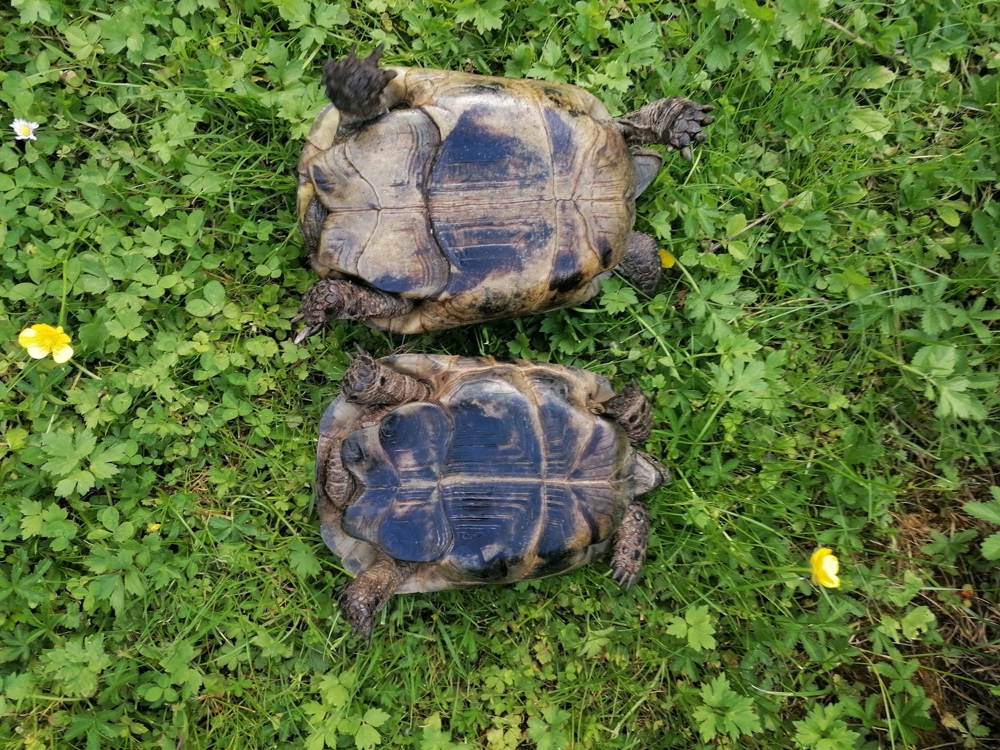 Maurische Landschildkröten 