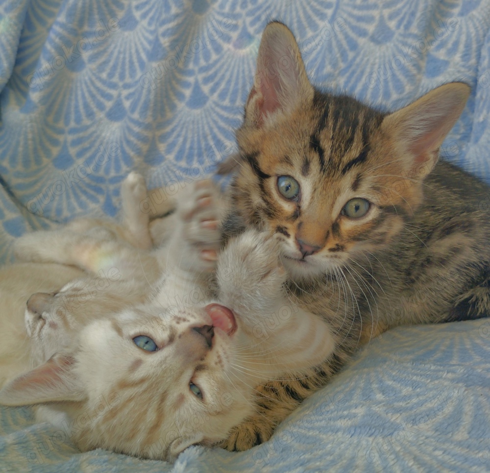 bengal Kitten Edel Mix Bengal   Siamesische Thai Katze