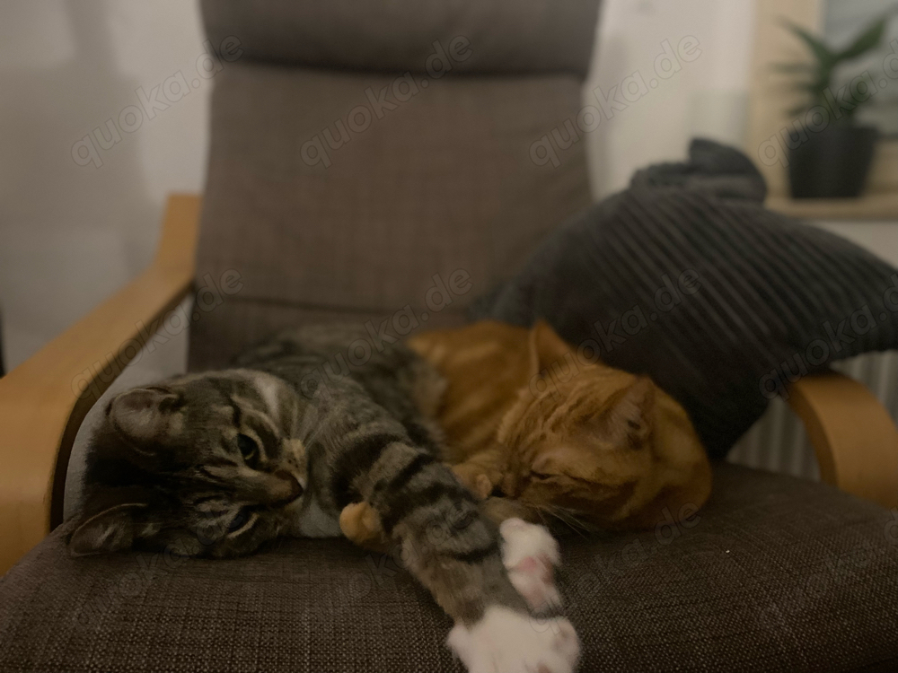 Katzen Paar sucht neues Zuhause
