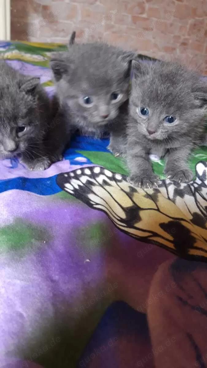 Russisch Blau mix Kätzchen