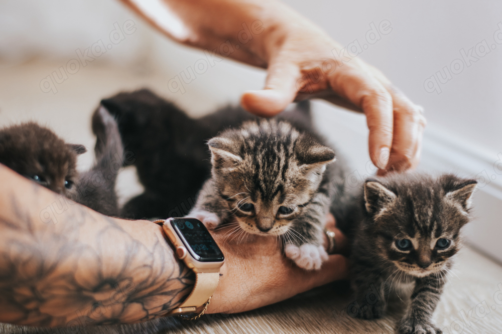 BKH mix kitten in liebevolle hände abzugeben 