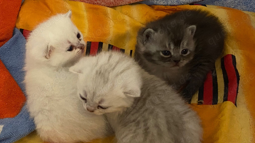 BKH Kitten suchen ein Zuhause
