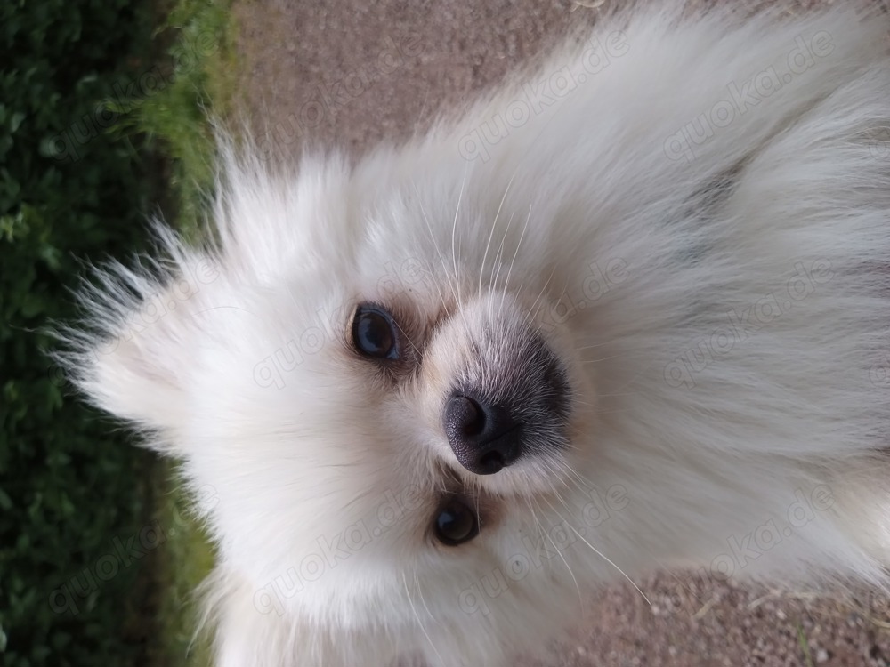 Pomeranian Teddy Boo 