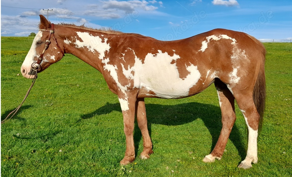 Verk. Amerikan Paint Horse Overo Stute Kinderreitpferd, Anfängerpferd, Beistellpferd