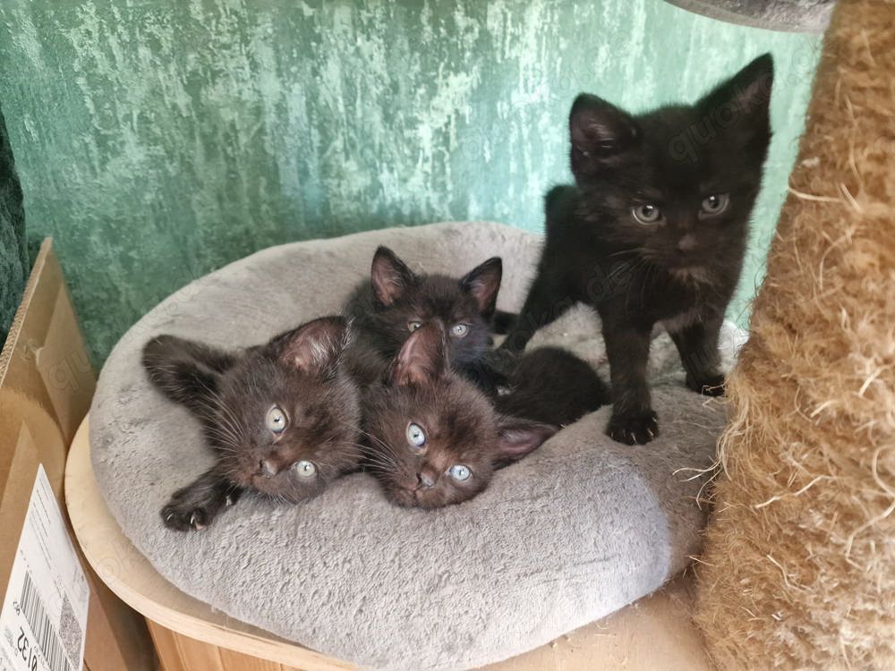 3 kleine Männchen Kitten, Katzenbaby, Katzen