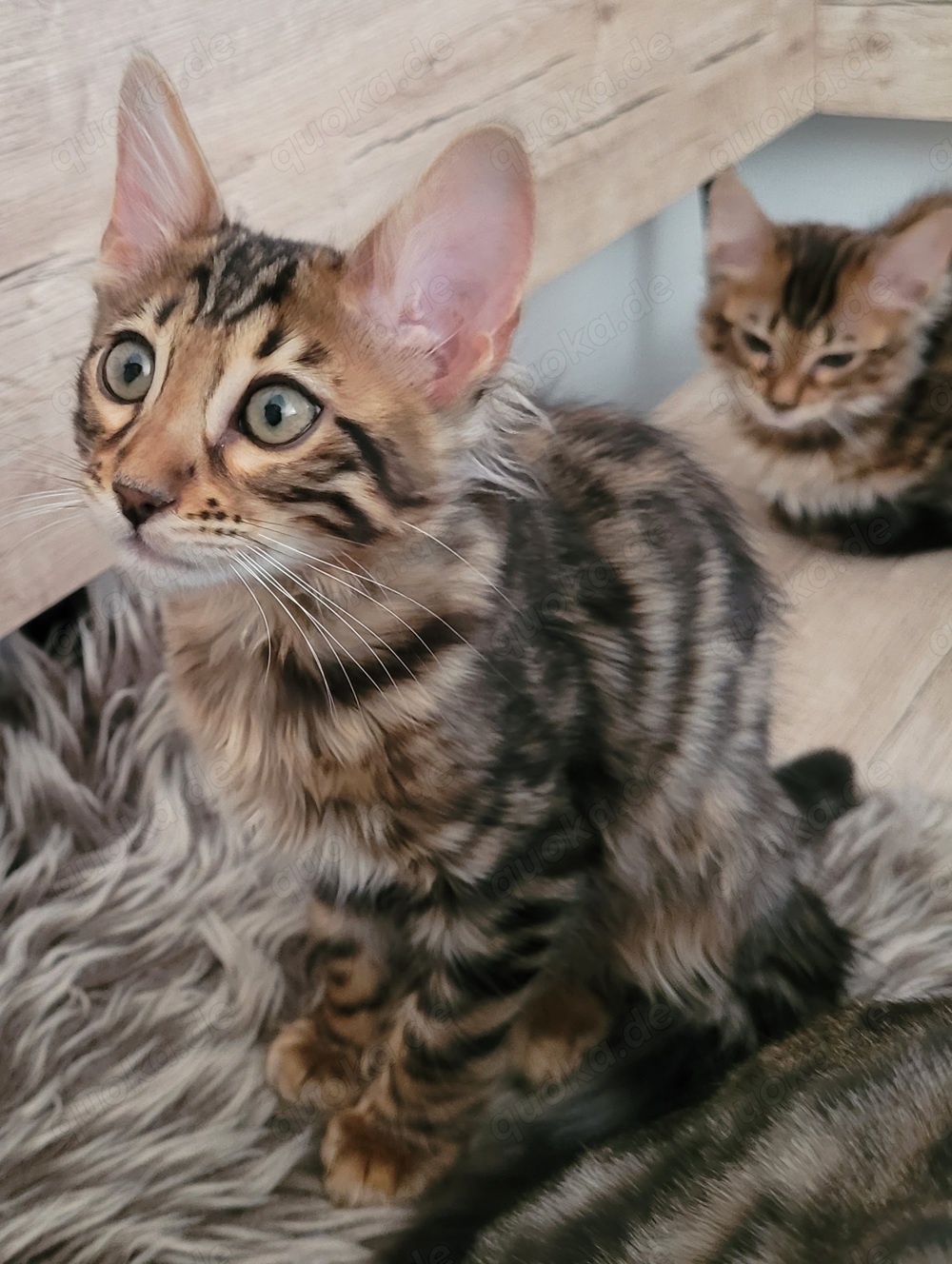Cashmere Bengal Kitten