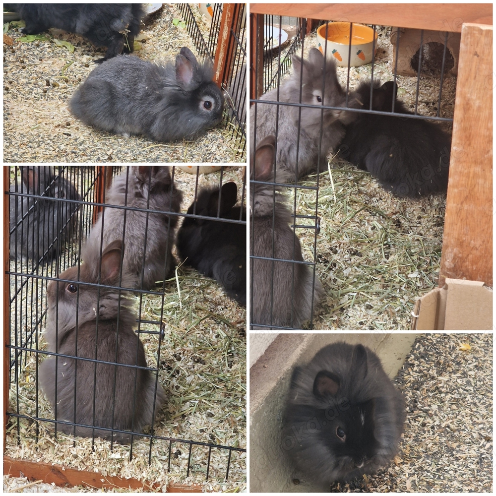Kaninchenbabys suchen ein neues Zuhause 