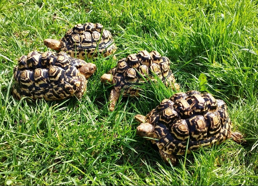 Pantherschildkröten Gruppe sucht zuhause 