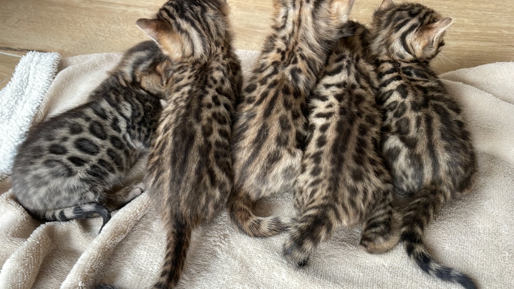 Wunderschöne Bengal Kitten reinrassig in gute Hände abzugeben