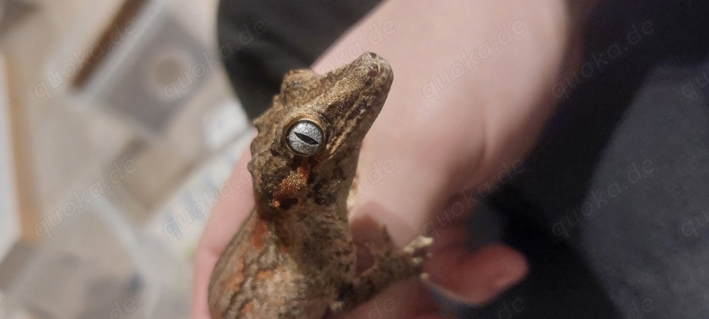 Höckerkopfgecko Weibchen mit Terrarium 