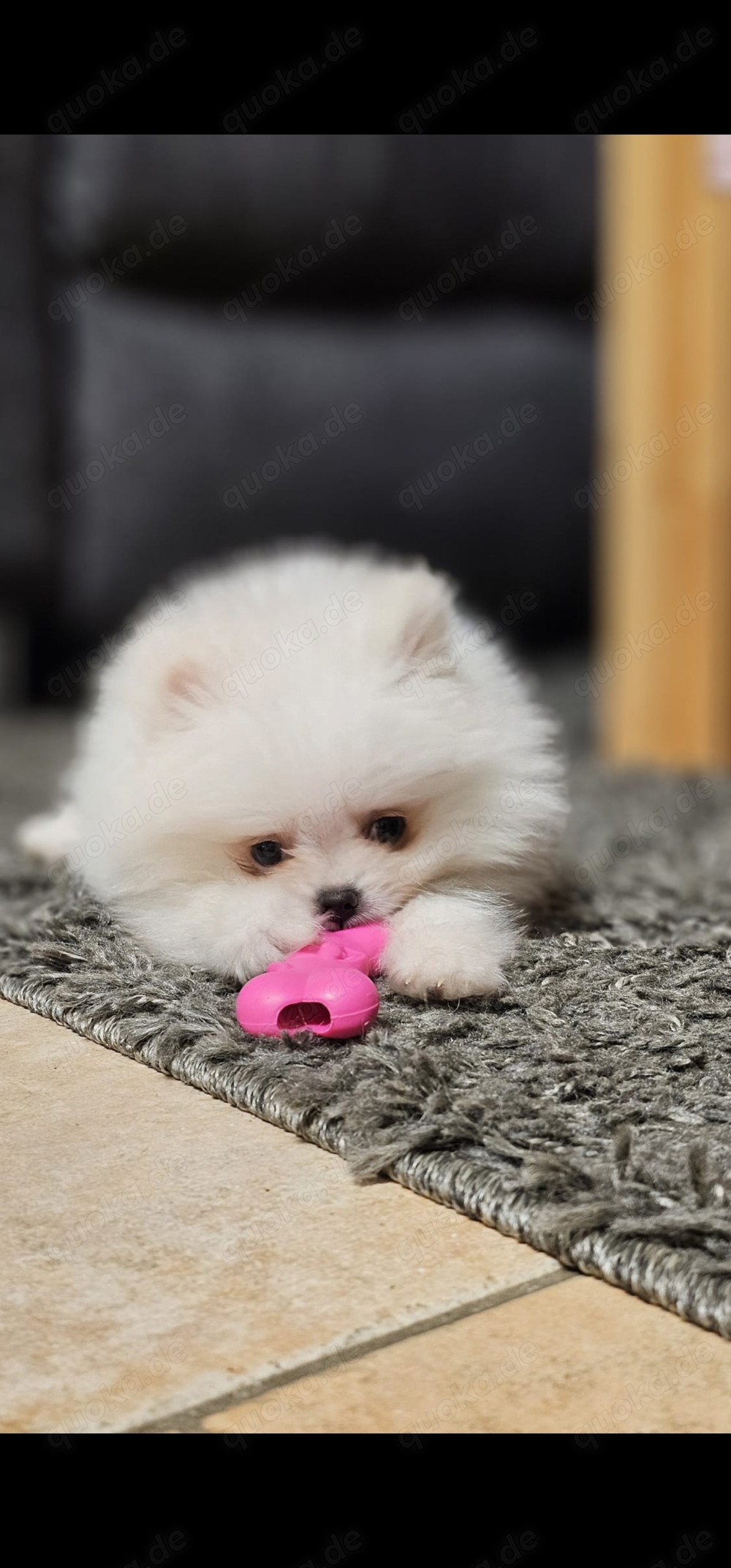 Pomeranian mini Welpe