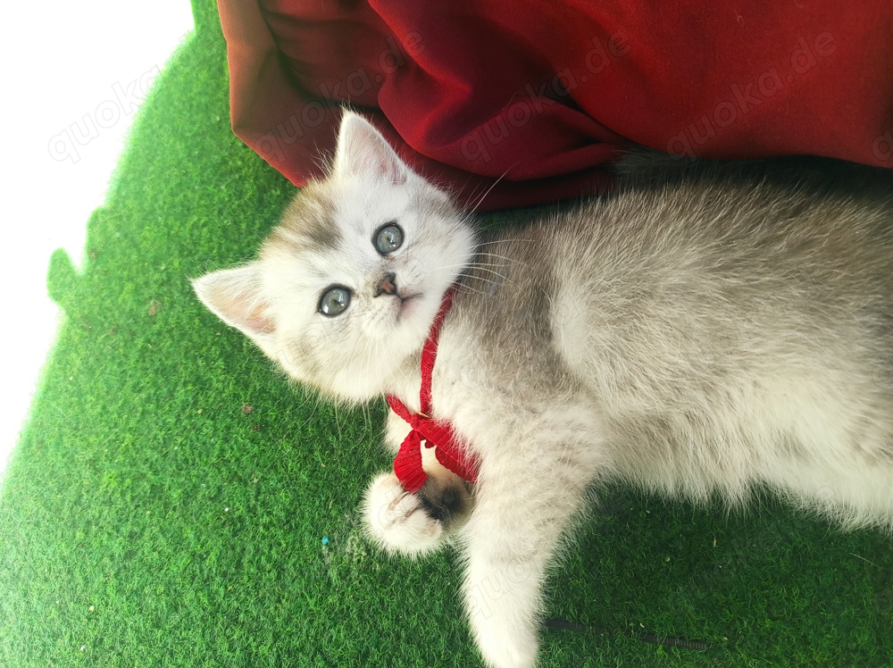Zuckerschock BKH Kitten zum verlieben suchen ein neues Zuhause britische Katzen