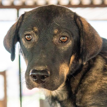  Bandit, geb. ca. 10 2020, lebt in GRIECHENLAND, auf Gelände, wo Hunde notdürftig versorgt werden