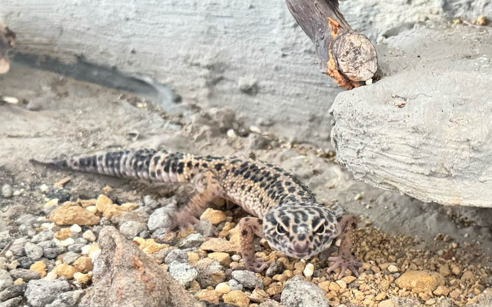 3 Leopardgeckos + Terrarium