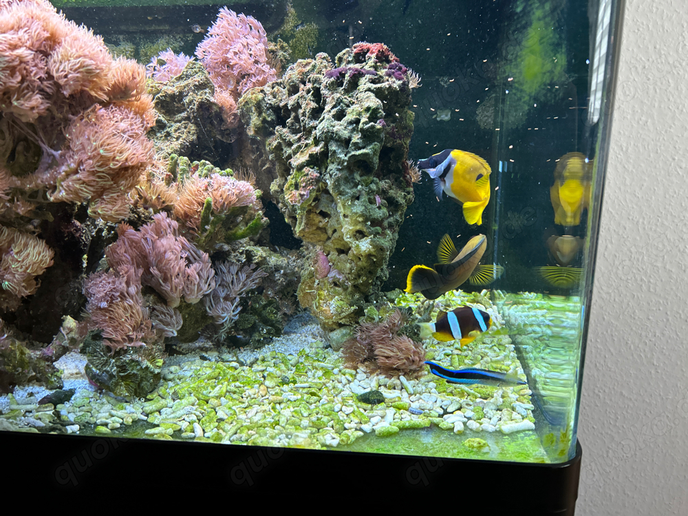 Red Sea  Meerwasseraquarium ca 250 Liter abzugeben.. Fische-Korallen bis 24.05.24 250  komplett 
