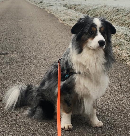 Mini Australian Shepherd Rüde Blue Merle Aussie