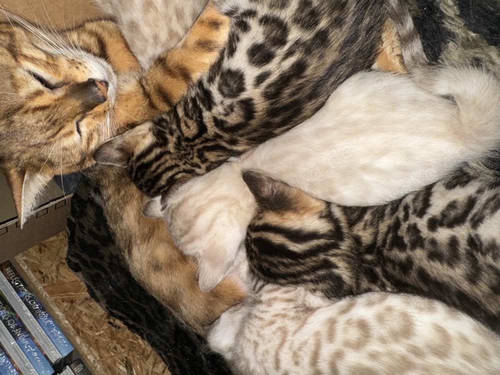 Liebevoll aufgezogene reinrassige Bengal-Kitten, auf Wunsch mit Stammbaum