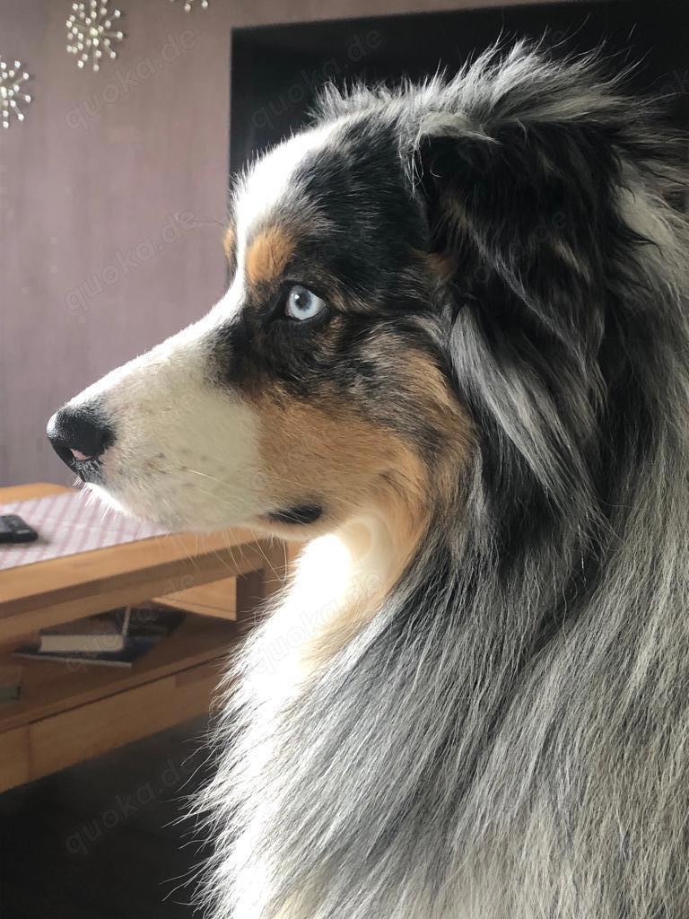 Deckrüde Aussie