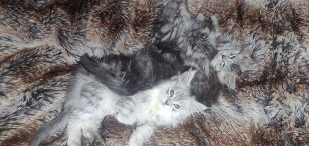 123Wochen alte reinrassige Maine Coon Kitten