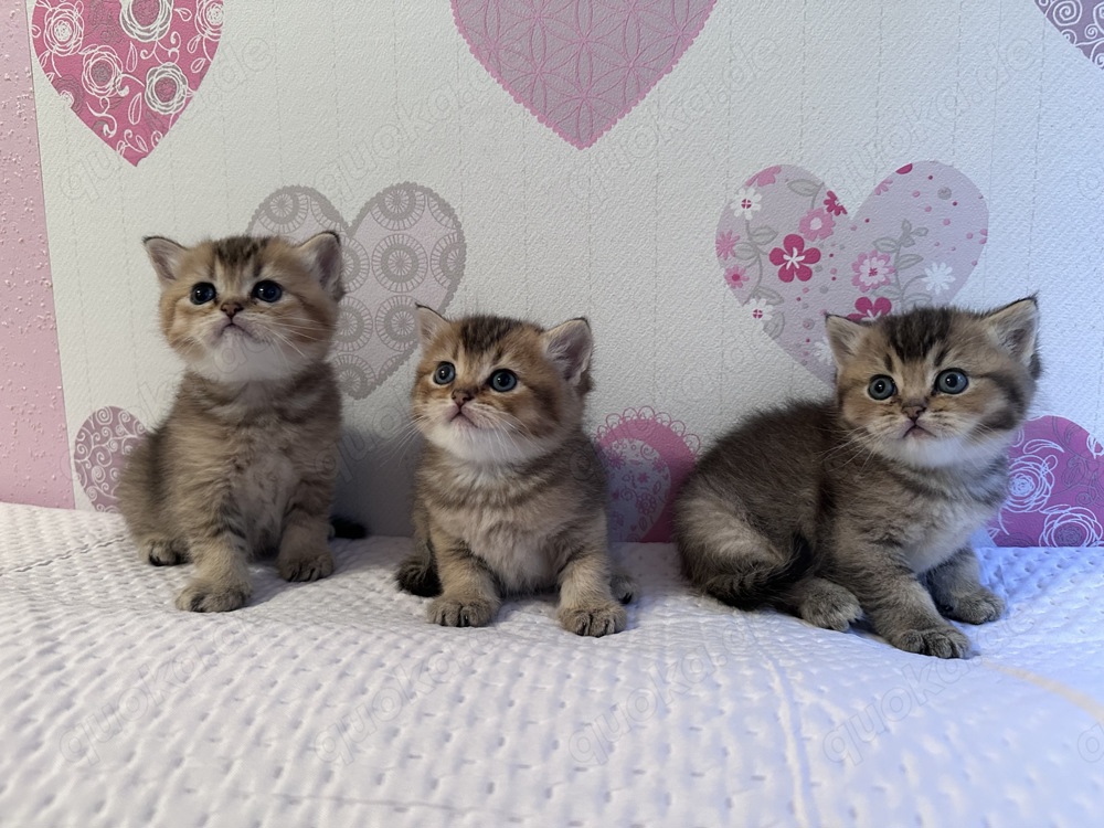 Britisch Kurzhaar Kitten zu verkaufen 