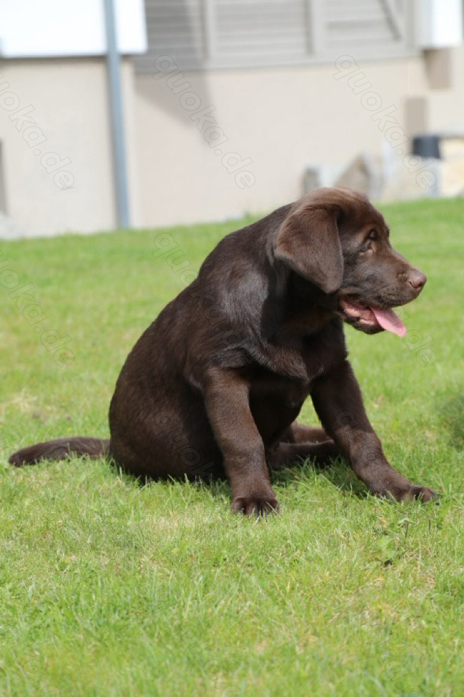 geigneter Therapiehund labrador bald 5 Monate