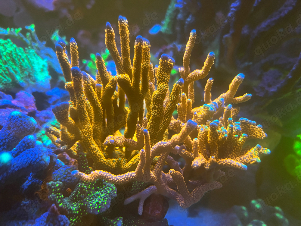 Korallen! Acropora, Euphyllia, Chalice, Montipora