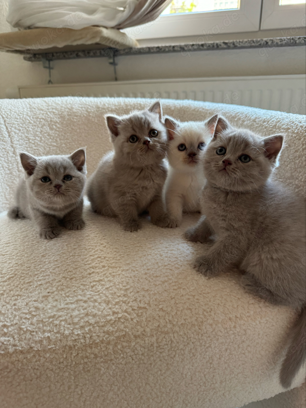 Wunderschöne BKH Kitten suchen neues Zuhause